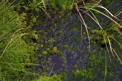 Sphagnum
